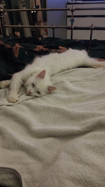 Stage IV cancer? Incurable? Roll up, roll up, this thread is for you!