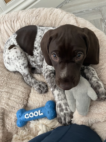 Puppy Survival Thread - for old and new pups