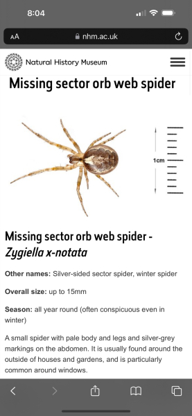 Just wanted to show off this bad boy (don't look if you don't like spiders)