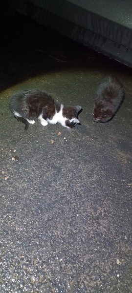 Stray kittens, who do I phone?