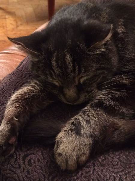 Solensia for arthritic cat, has anyone tried it?