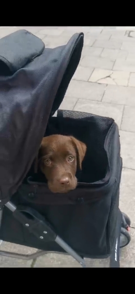 Puppy Survival Thread - for old and new pups