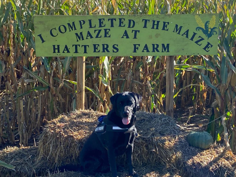 To ask you your dog’s name? Jff