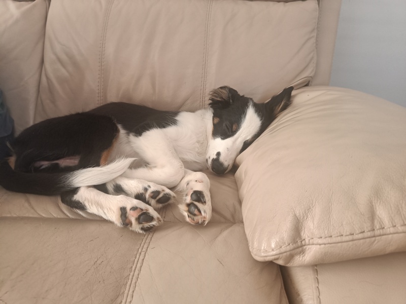 Puppy Survival Thread - for old and new pups