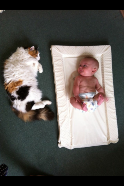 Maine Coon