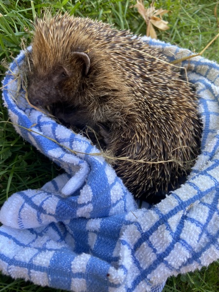 Hedgehog Help!