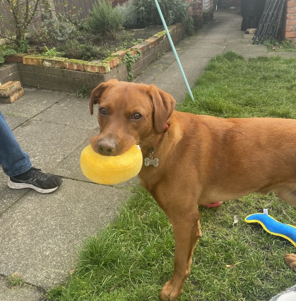 Puppy Survival Thread - for old and new pups