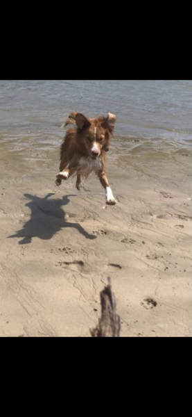 I’ve been asked my dog’s gender for a course we’re going on