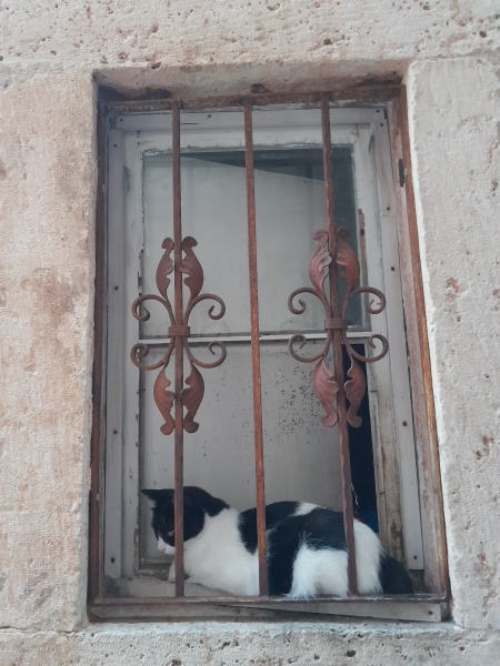 Further Adventures of the Excellent Cats