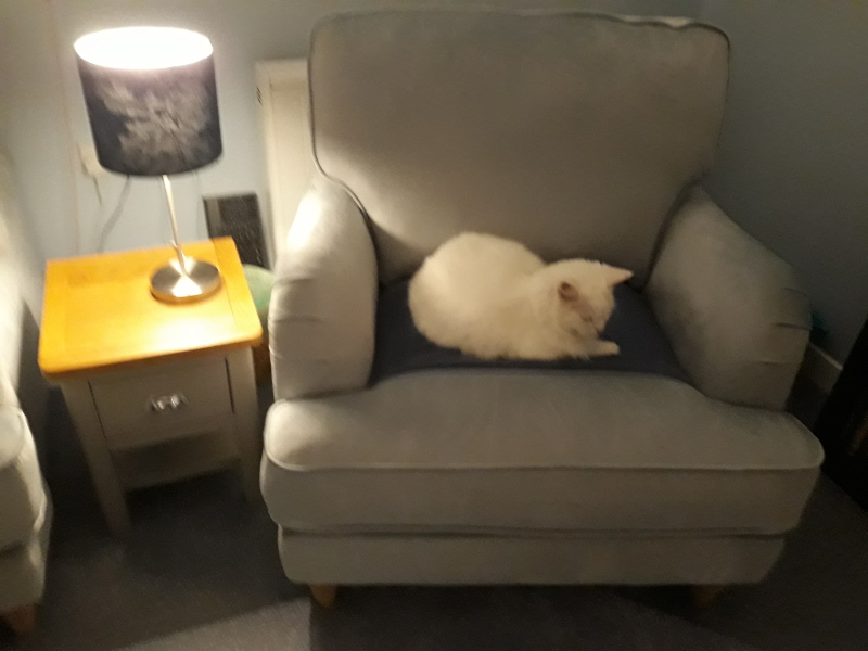 Further Adventures of the Excellent Cats