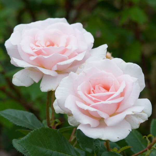 Please help me choose 6 new roses!