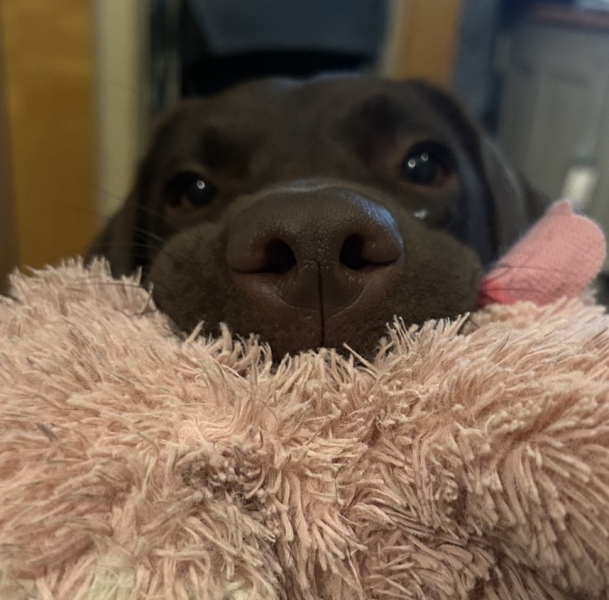 Puppy Survival Thread - for old and new pups