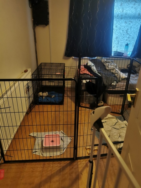 Puppy Survival Thread - for old and new pups