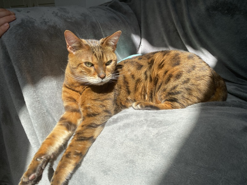 Does anyone own a bengal cat?