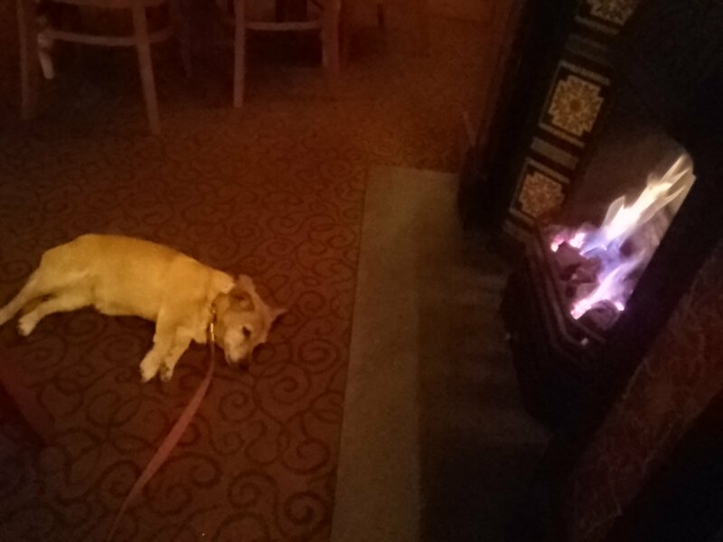 Dog annoying us in restaurant