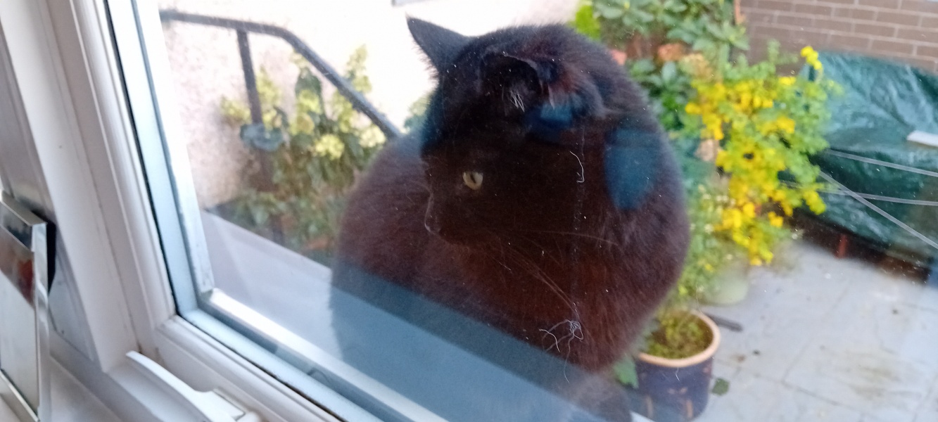 The Very Eventful Lives of the Excellent Cats