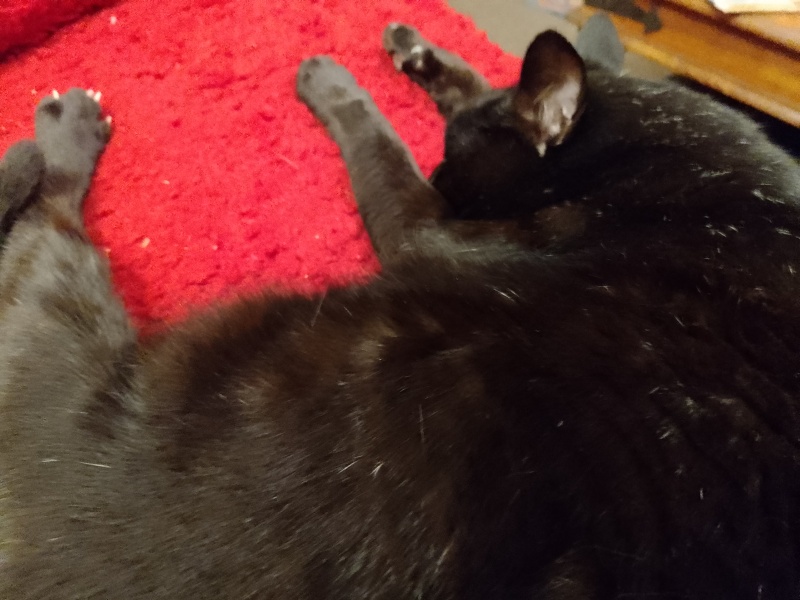 National Black Cat Day today, 27th October.