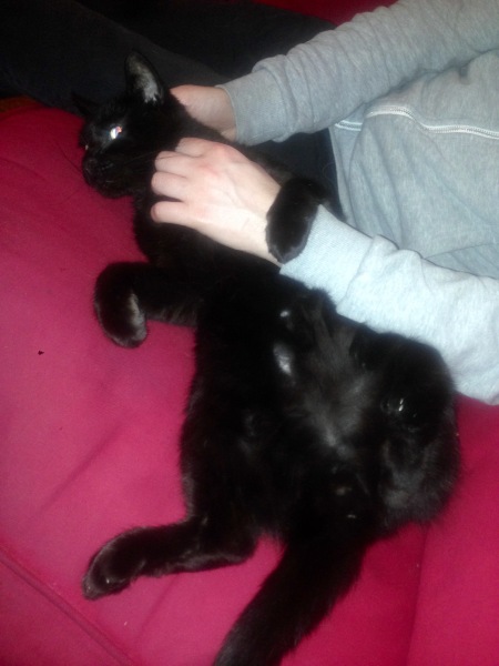 National Black Cat Day today, 27th October.