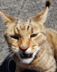 Thug cat part 5 - For he will not do destruction, if he is well-fed, neither will he spit without provocation.