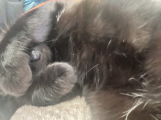 National Black Cat Day today, 27th October.