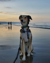Puppy Survival Thread - for old and new pups