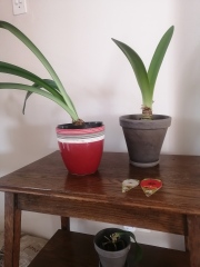 Who'd like an Amaryllis (Hippeastrum) thread?