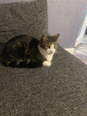 New kitten