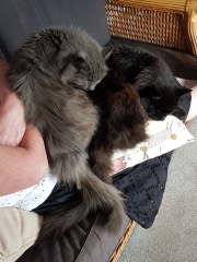 Further Adventures of the Excellent Cats