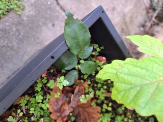 Rose cutting- when do I remove cover?