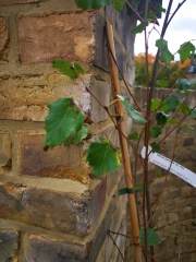 Silver birch