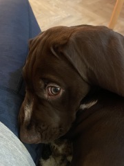 Puppy Survival Thread - for old and new pups
