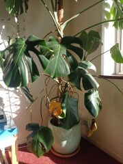 Worried about monstera - what's wrong? (With pics)