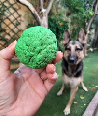 PLEASE recommend an indestructible ball