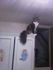 Maine Coon