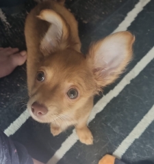 Is this a full breed chihuahua?