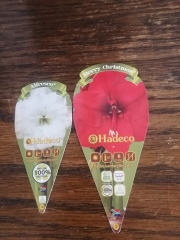 Who'd like an Amaryllis (Hippeastrum) thread?