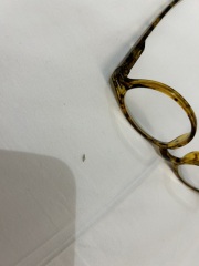 Help- Is this a bedbug?
