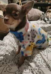 Any chihuahua owners about?