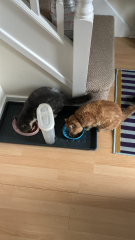 Potential new inmate at Toddler Towers.