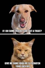 Why are cats allowed to be a pain in the arse??