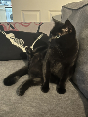 National Black Cat Day today, 27th October.