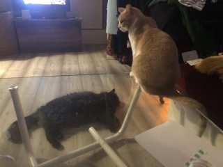 Further Adventures of the Excellent Cats