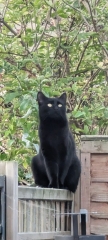 National Black Cat Day today, 27th October.