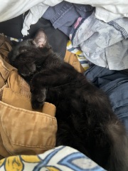 The Very Eventful Lives of the Excellent Cats