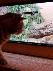 Thug cat part 5 - For he will not do destruction, if he is well-fed, neither will he spit without provocation.