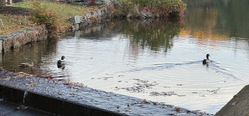 Come and tell me your dull and unexciting news 27: Calmly through the day