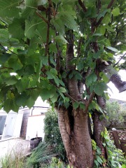 What have you done in the garden today? Part 3
