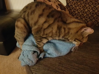 Thug cat part 5 - For he will not do destruction, if he is well-fed, neither will he spit without provocation.