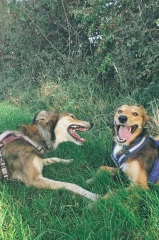 Puppy Survival Thread - for old and new pups