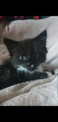 Kittens and stairs